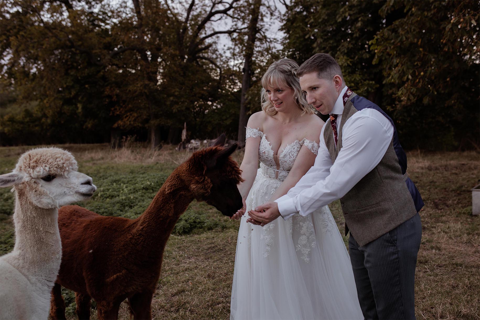 wedding alpaca great lodge Essex